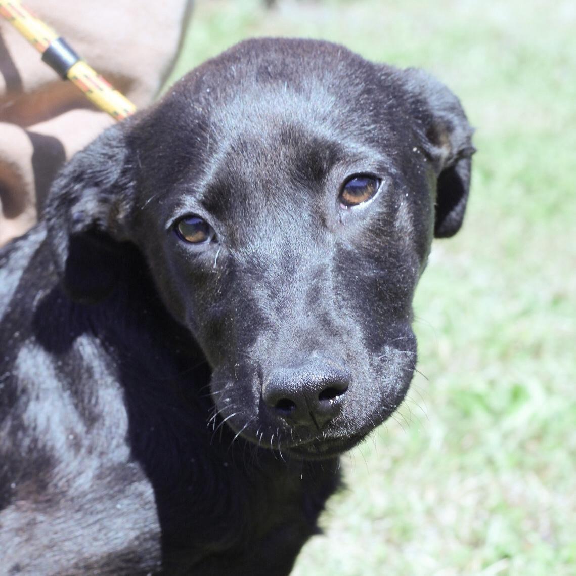 Enlarge Gamer, an adopted mixed breed in Pound, VA image 1/6