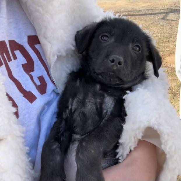 Enlarge Gamer, an adopted mixed breed in Pound, VA image 3/6