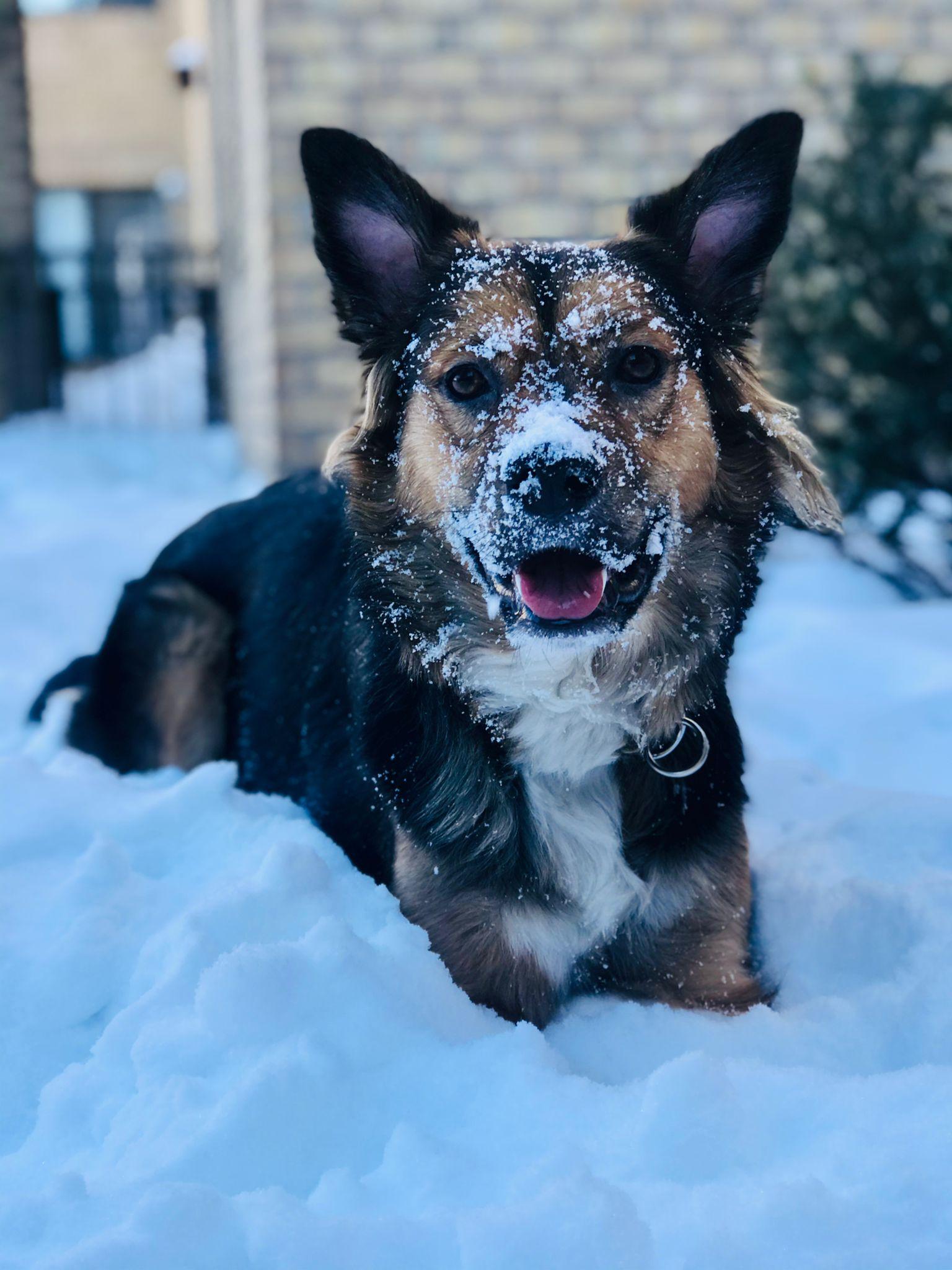Molly, Adoptable, Adult Female German Shepherd Dog & Saint Bernard.