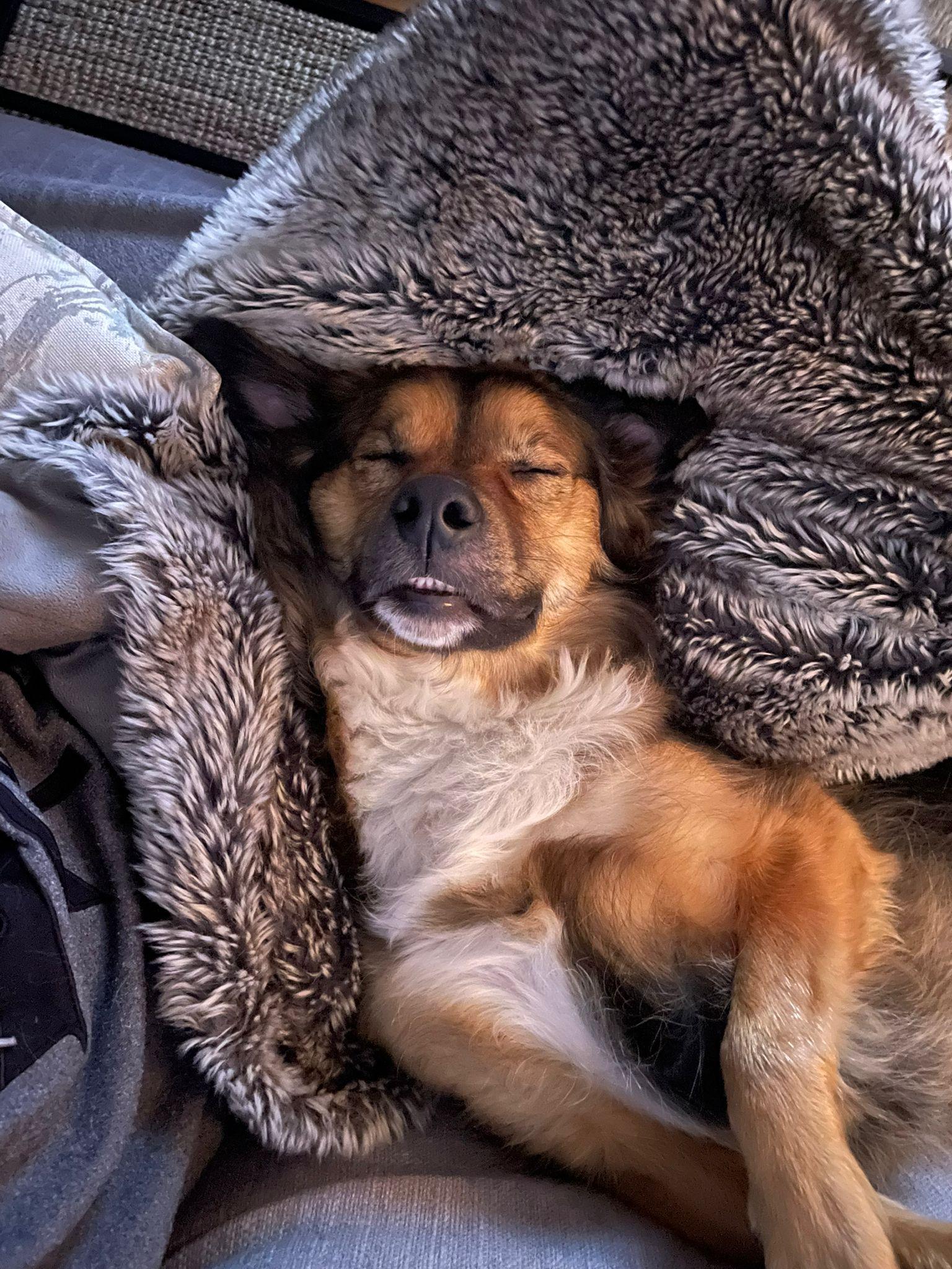 Molly, a Adoptable mixed breed in Pointe-Claire, QC image 2/6