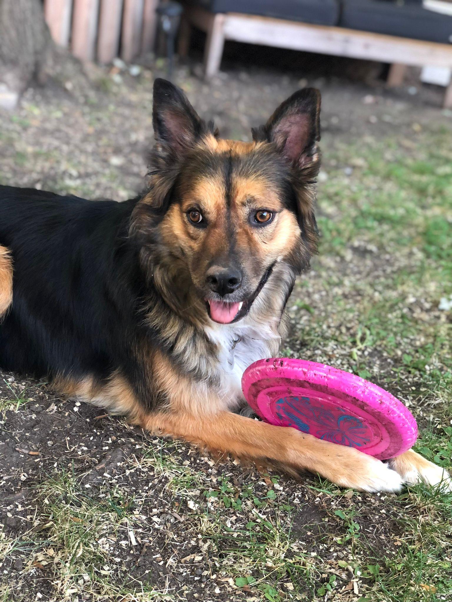 Molly, a Adoptable mixed breed in Pointe-Claire, QC image 3/6