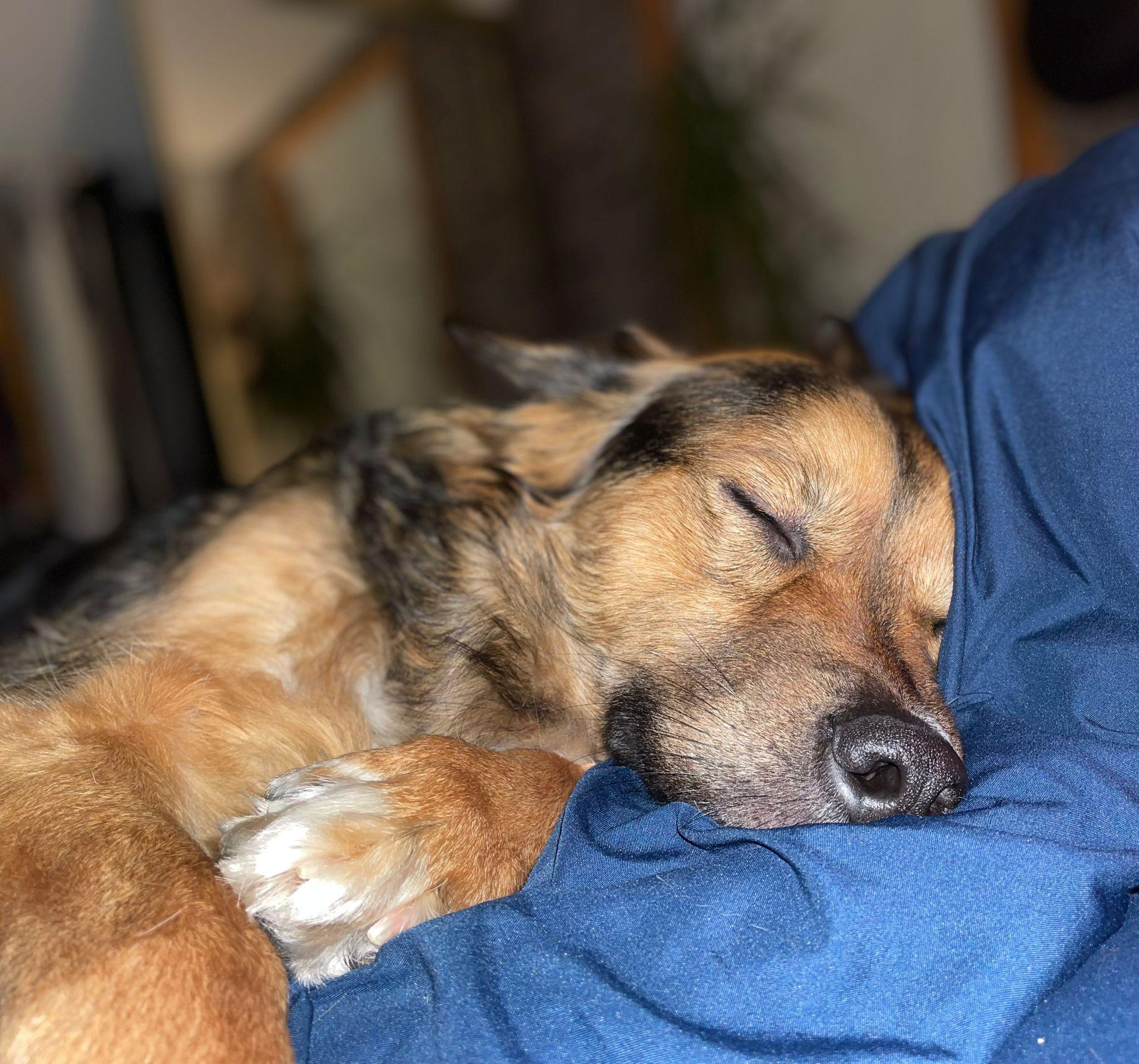 Molly, a Adoptable mixed breed in Pointe-Claire, QC image 5/6