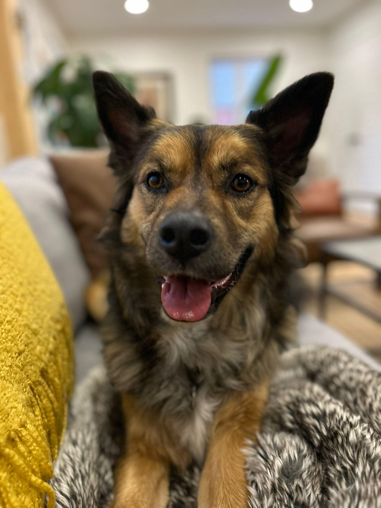 Molly, a Adoptable mixed breed in Pointe-Claire, QC image 6/6