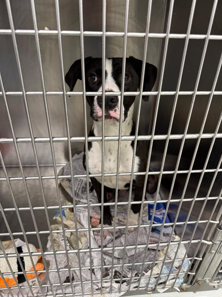 Zero, Adoptable, Young Male Boxer & Hound.