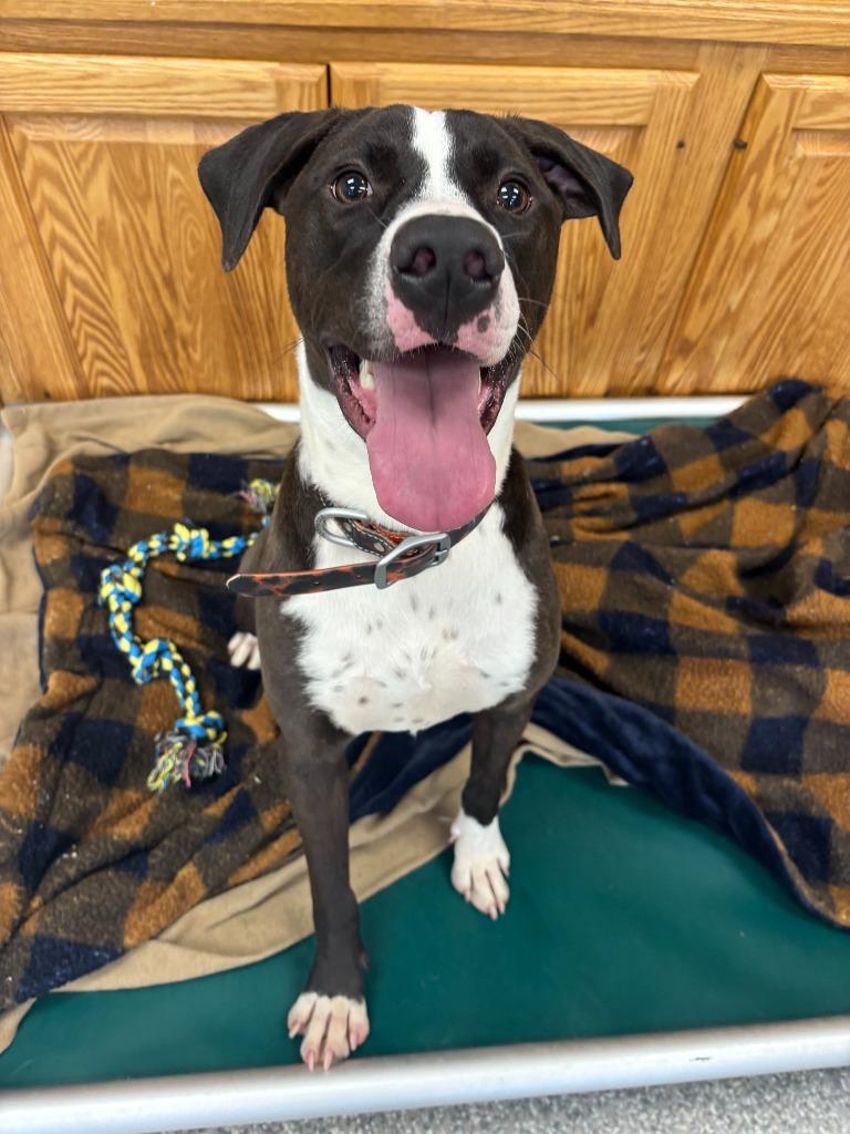 Enlarge Zero, a Adoptable mixed breed in Findlay, OH image 2/5