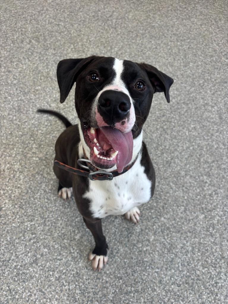 Enlarge Zero, a Adoptable mixed breed in Findlay, OH image 3/5