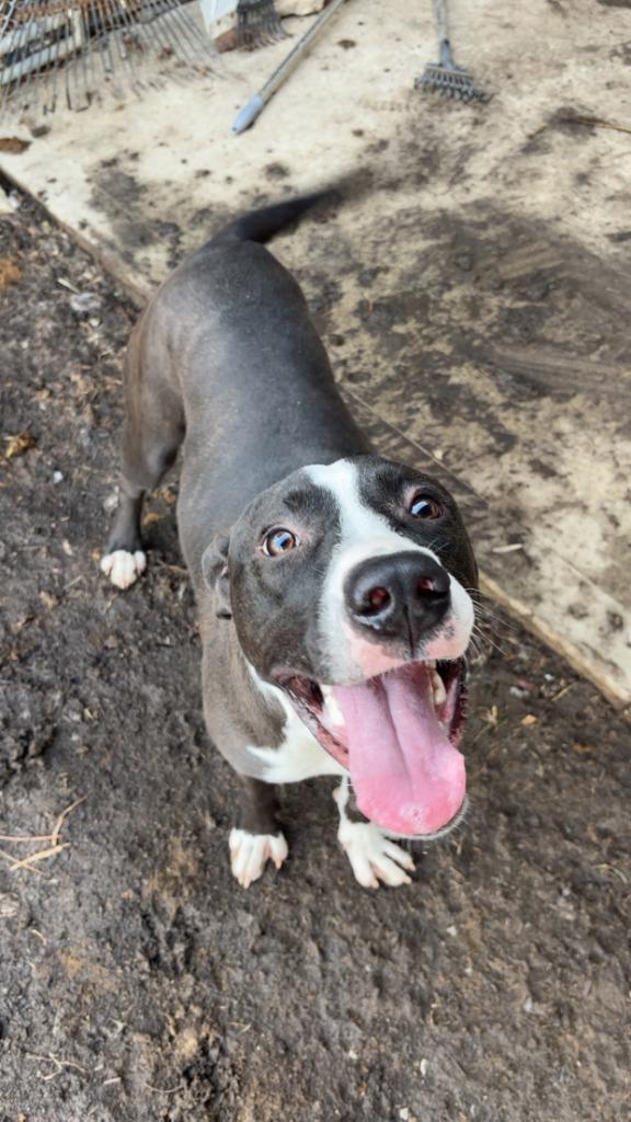 Enlarge Zero, a Adoptable mixed breed in Findlay, OH image 4/5