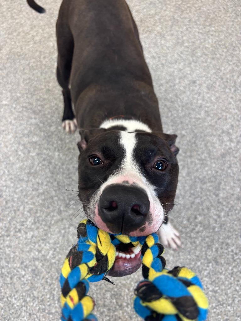 Enlarge Zero, a Adoptable mixed breed in Findlay, OH image 5/5