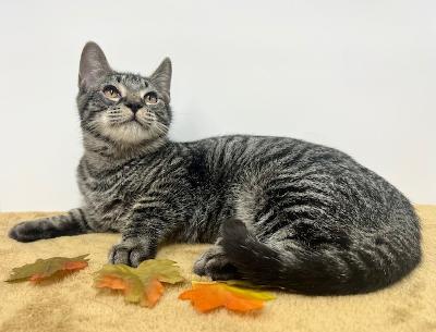 Tillie, Adoptable, Young Female Domestic Short Hair.