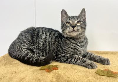 Enlarge Tillie, a Adoptable Domestic Short Hair in Winton, NC image 2/3