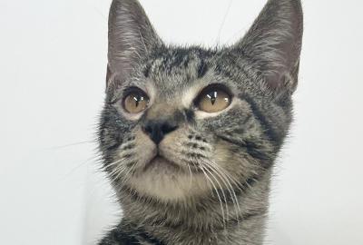 Enlarge Tillie, a Adoptable Domestic Short Hair in Winton, NC image 3/3