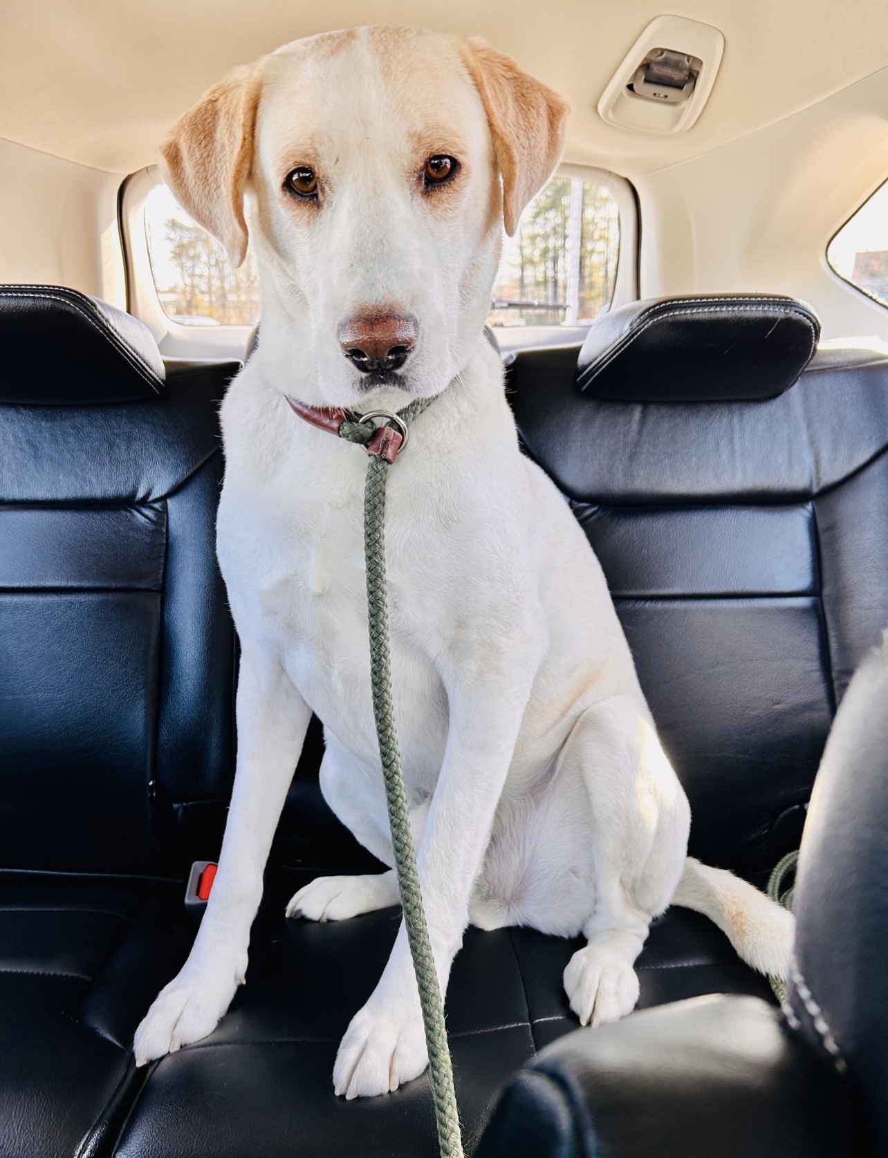 Enlarge Joey, a Adopted Yellow Labrador Retriever in Tecumseh, OK image 2/5