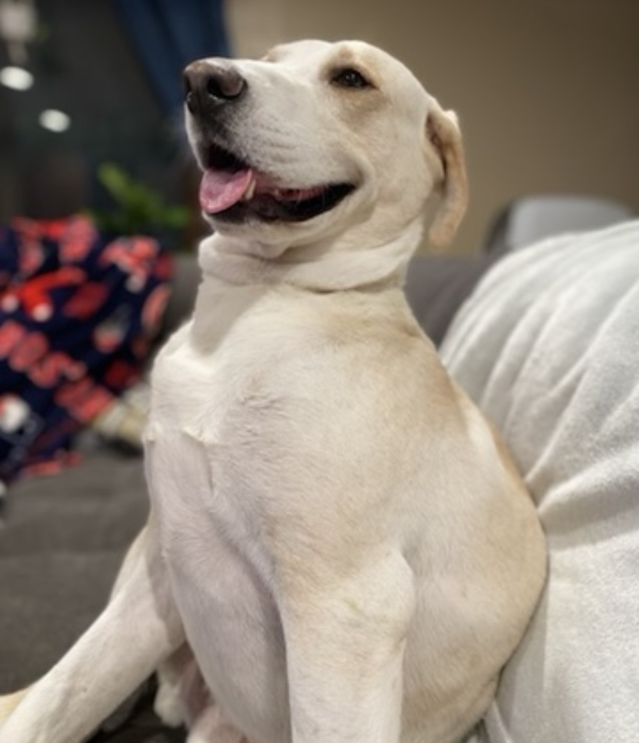 Enlarge Joey, a Adopted Yellow Labrador Retriever in Tecumseh, OK image 3/5
