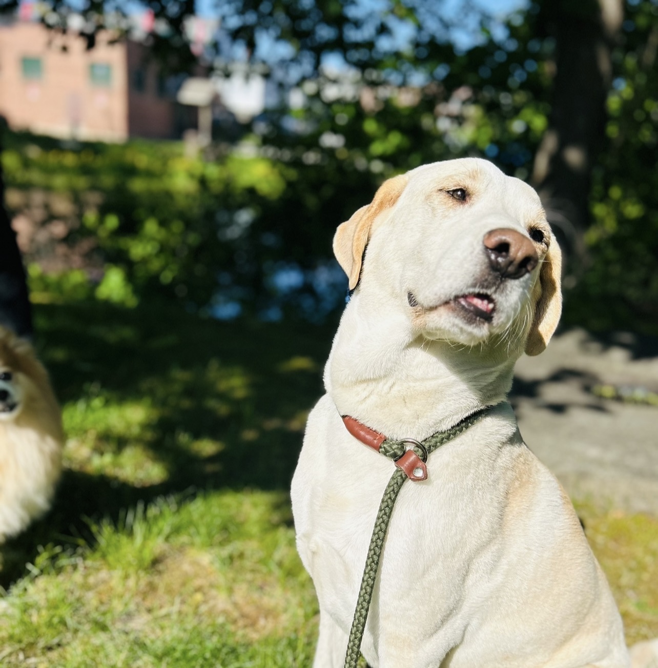 Enlarge Joey, a Adopted Yellow Labrador Retriever in Tecumseh, OK image 5/5