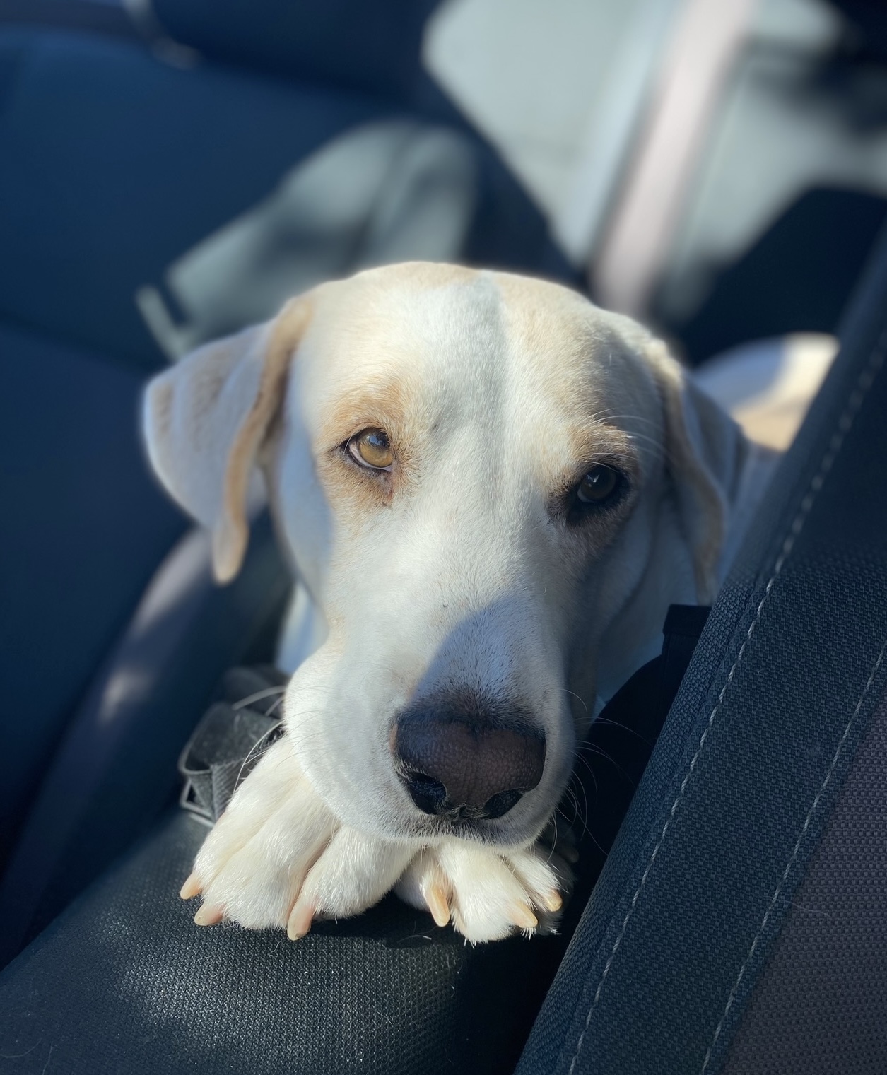 Enlarge Joey, a Adopted Yellow Labrador Retriever in Tecumseh, OK image 4/5