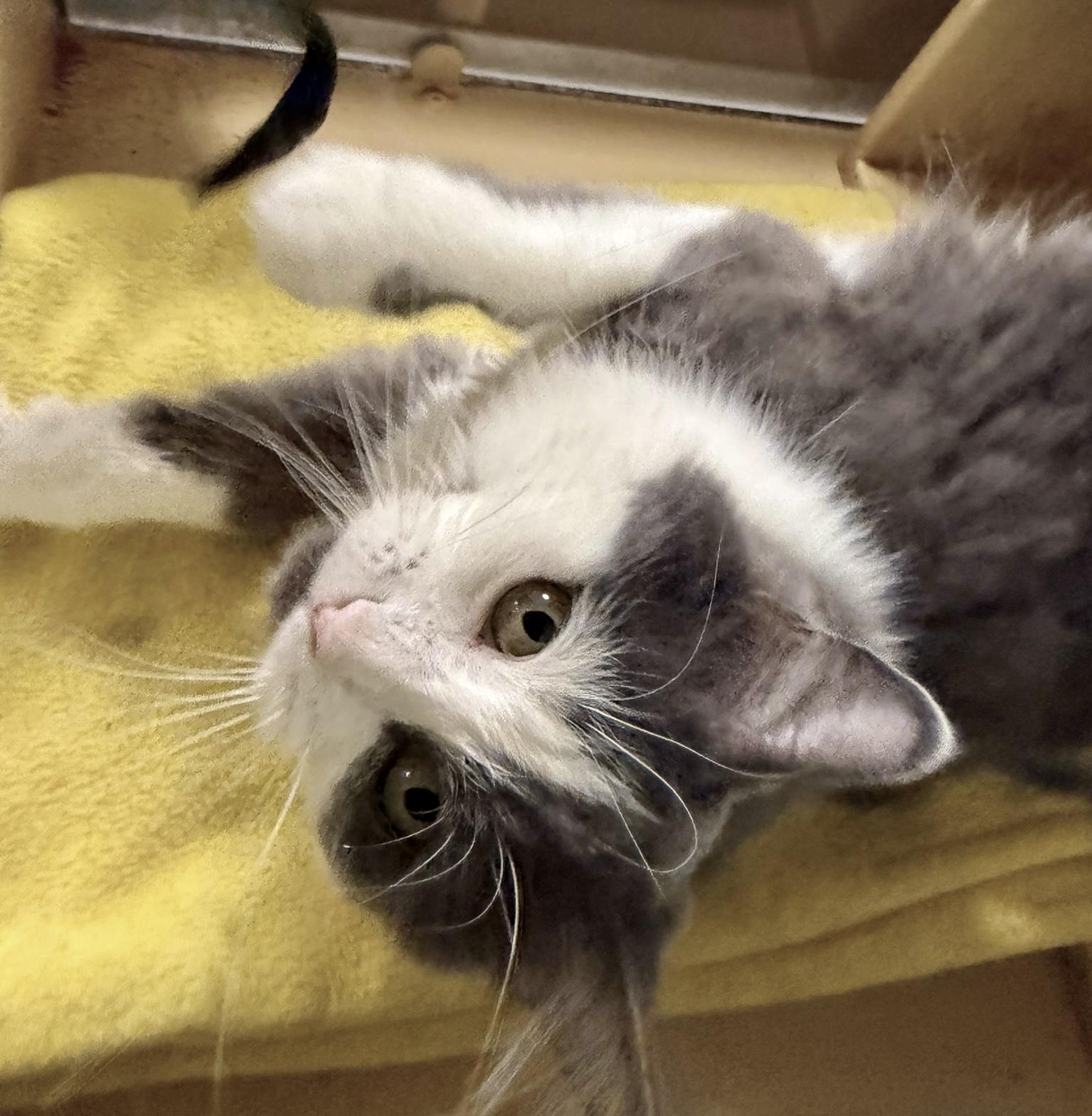 Tessa, a Adoptable Domestic Medium Hair in Woodbridge, ON image 1/6