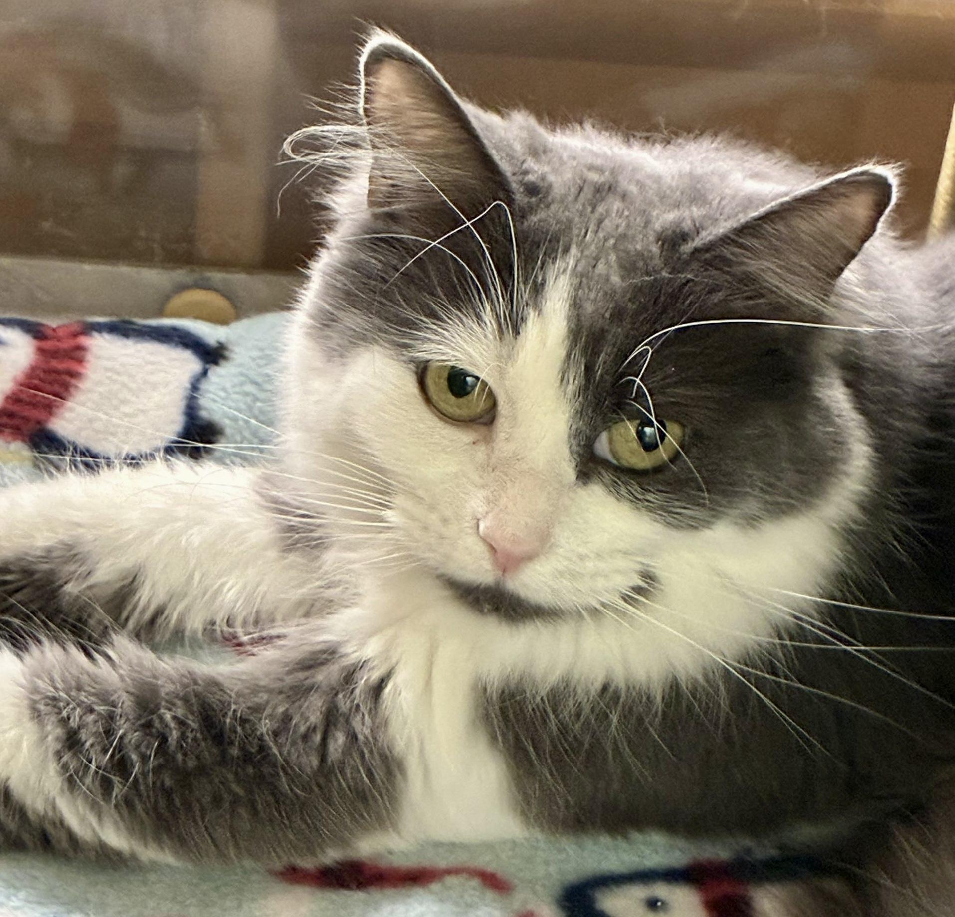 Tessa, a Adoptable Domestic Medium Hair in Woodbridge, ON image 3/6