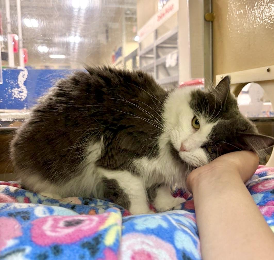 Tessa, Adoptable, Adult Female Domestic Medium Hair.