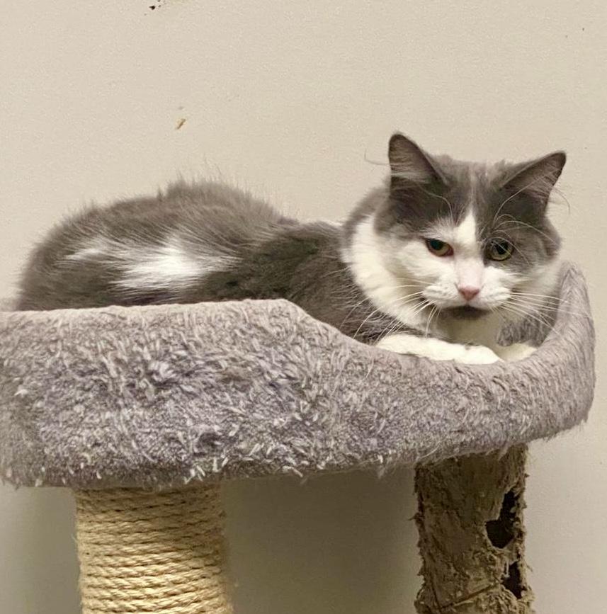 Enlarge Tessa, a Adoptable Domestic Medium Hair in Toronto, ON image 6/6