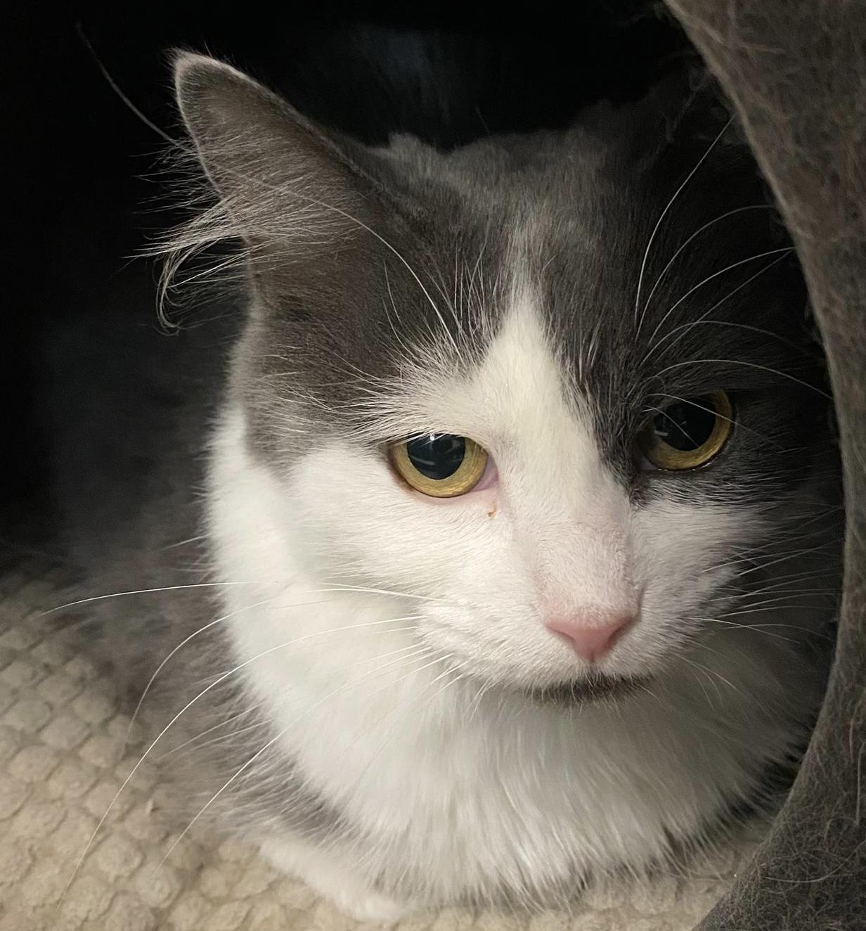 Enlarge Tessa, a Adoptable Domestic Medium Hair in Toronto, ON image 4/6