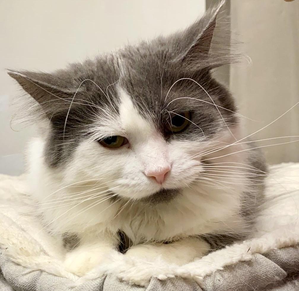 Enlarge Tessa, a Adoptable Domestic Medium Hair in Toronto, ON image 2/6