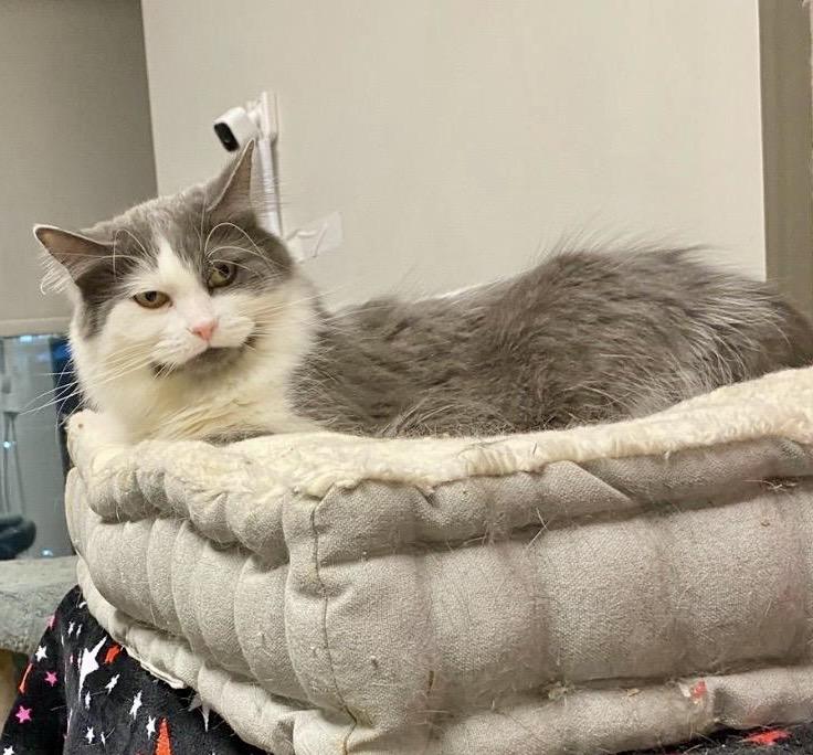 Enlarge Tessa, a Adoptable Domestic Medium Hair in Toronto, ON image 1/6