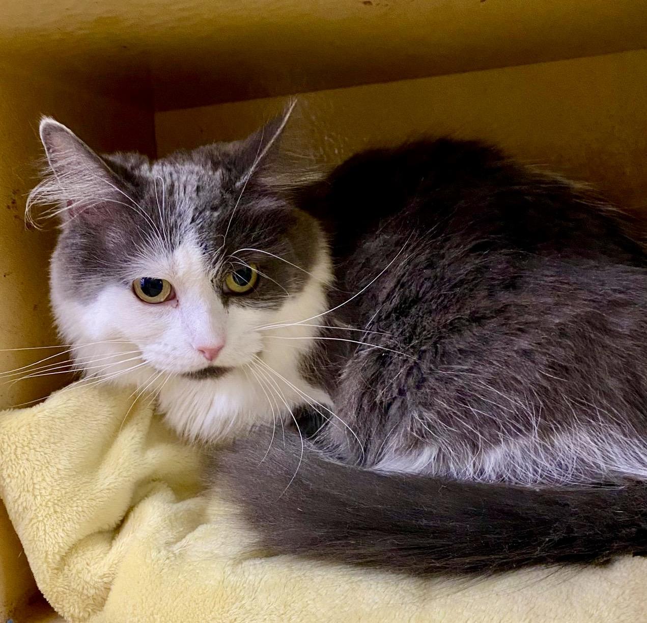 Enlarge Tessa, a Adoptable Domestic Medium Hair in Woodbridge, ON image 5/6