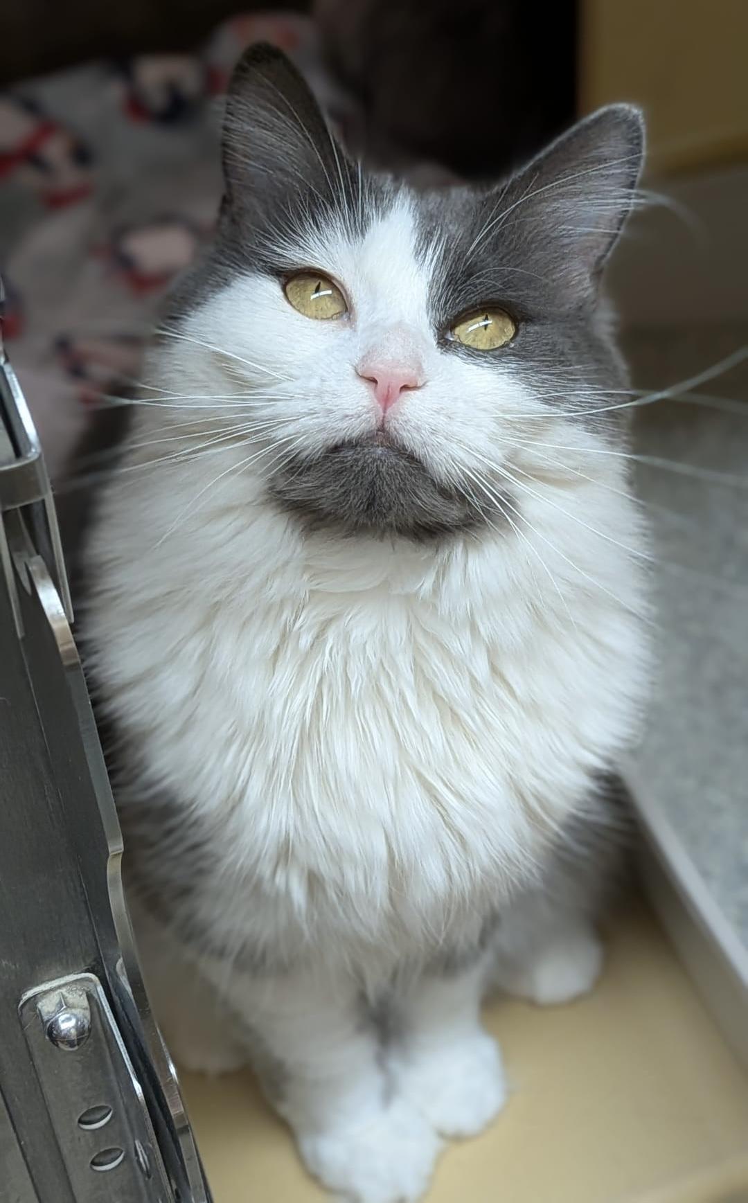 Tessa, a Adoptable Domestic Medium Hair in Woodbridge, ON image 5/6