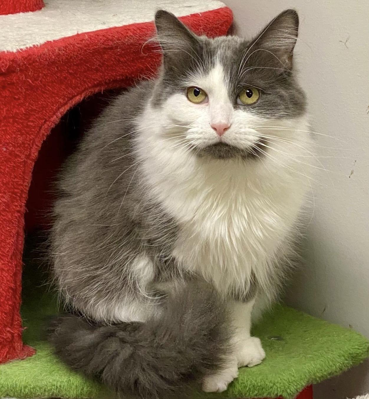 Tessa, Adoptable, Adult Female Domestic Medium Hair.