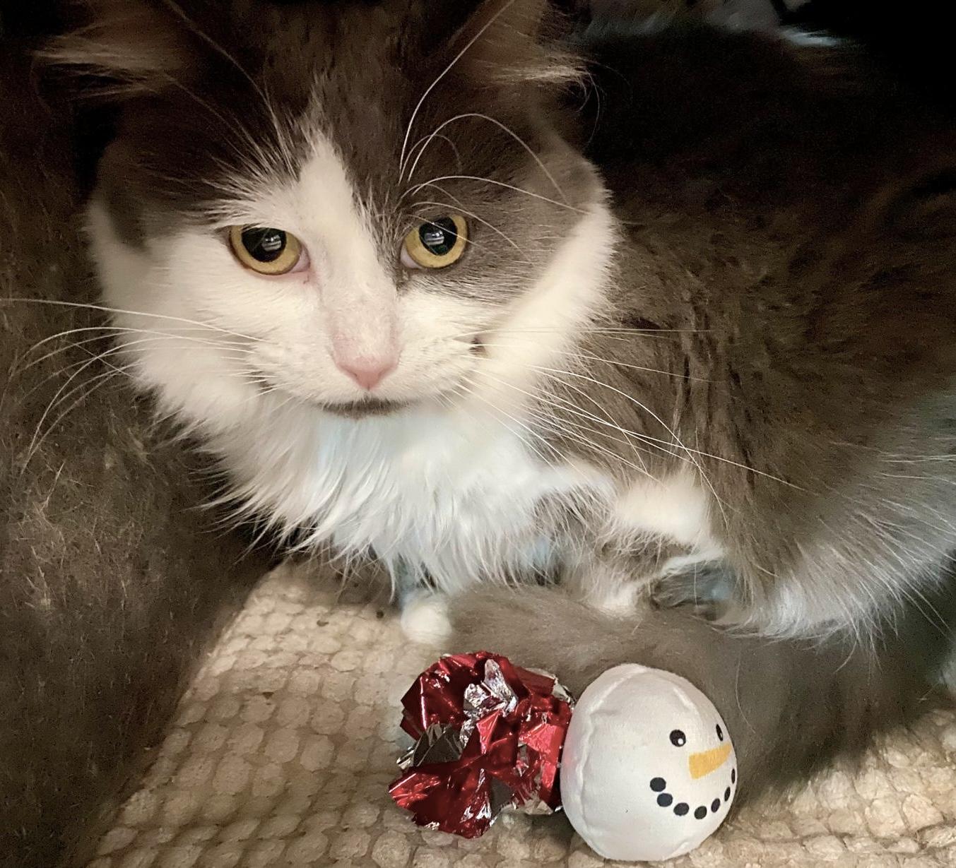 Tessa, Adoptable, Adult Female Domestic Medium Hair.