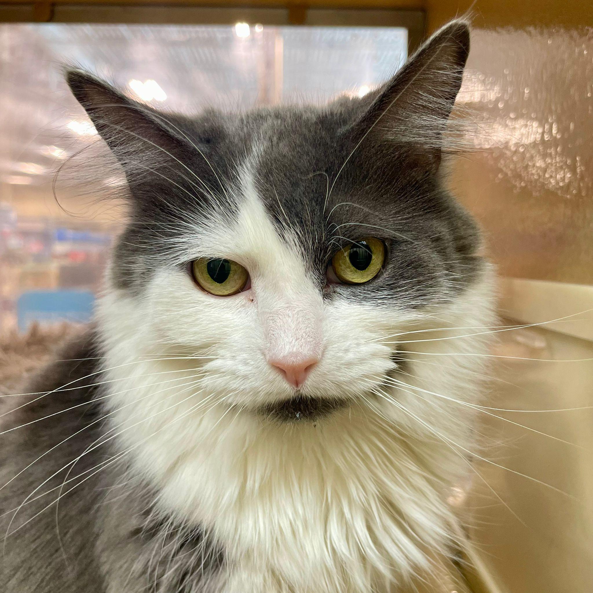 Enlarge Tessa, a Adoptable Domestic Medium Hair in Woodbridge, ON image 2/6