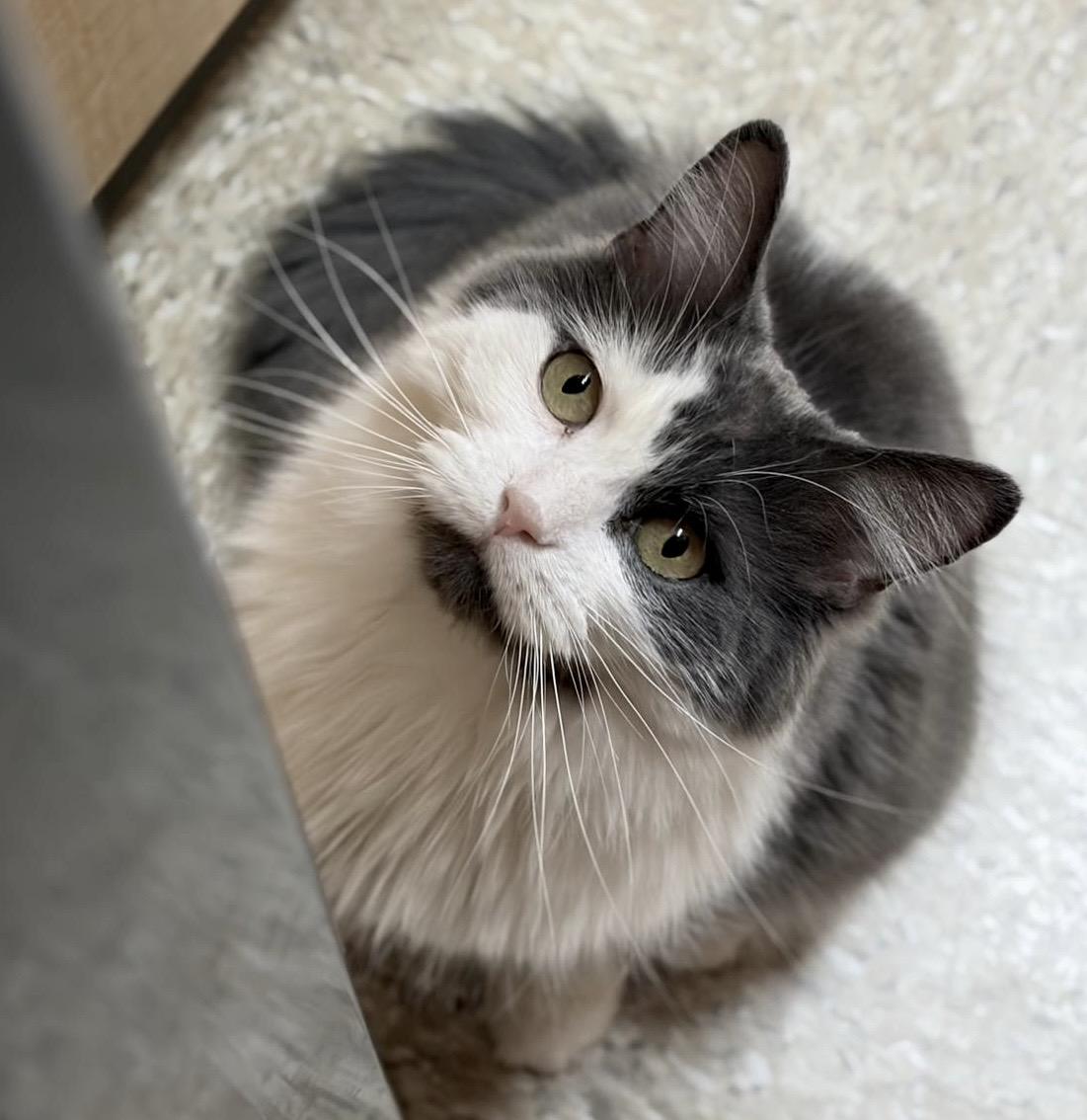 Tessa, a Adoptable Domestic Medium Hair in Woodbridge, ON image 2/6