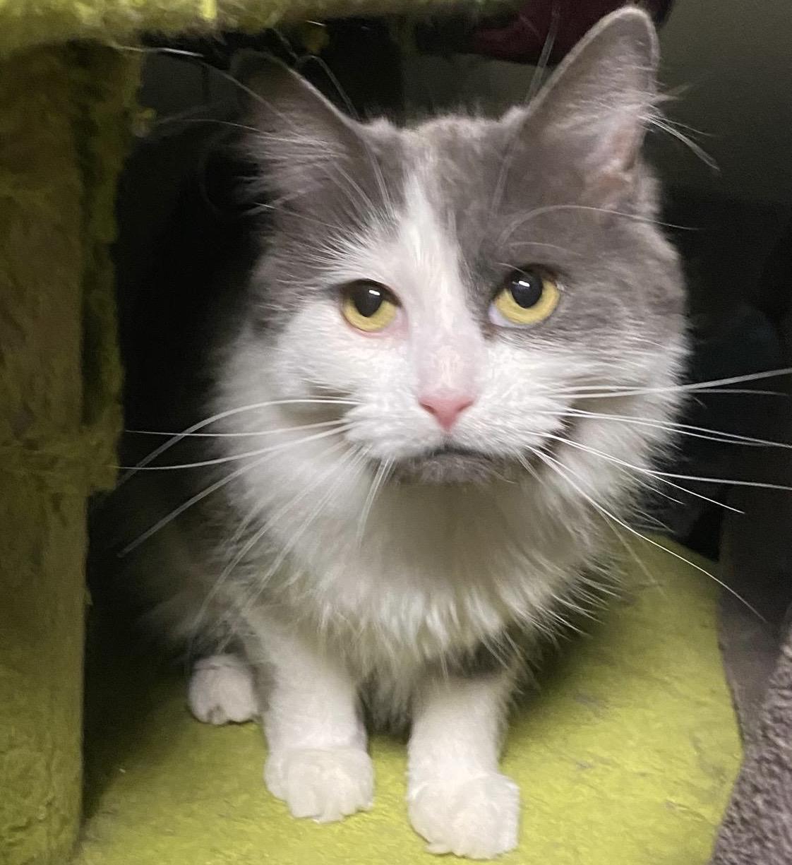 Tessa, Adoptable, Adult Female Domestic Medium Hair.