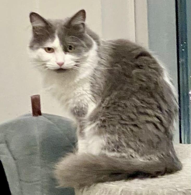 Enlarge Tessa, a Adoptable Domestic Medium Hair in Toronto, ON image 2/6