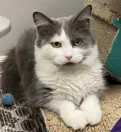 Enlarge Tessa, a Adoptable Domestic Medium Hair in Toronto, ON image 3/6