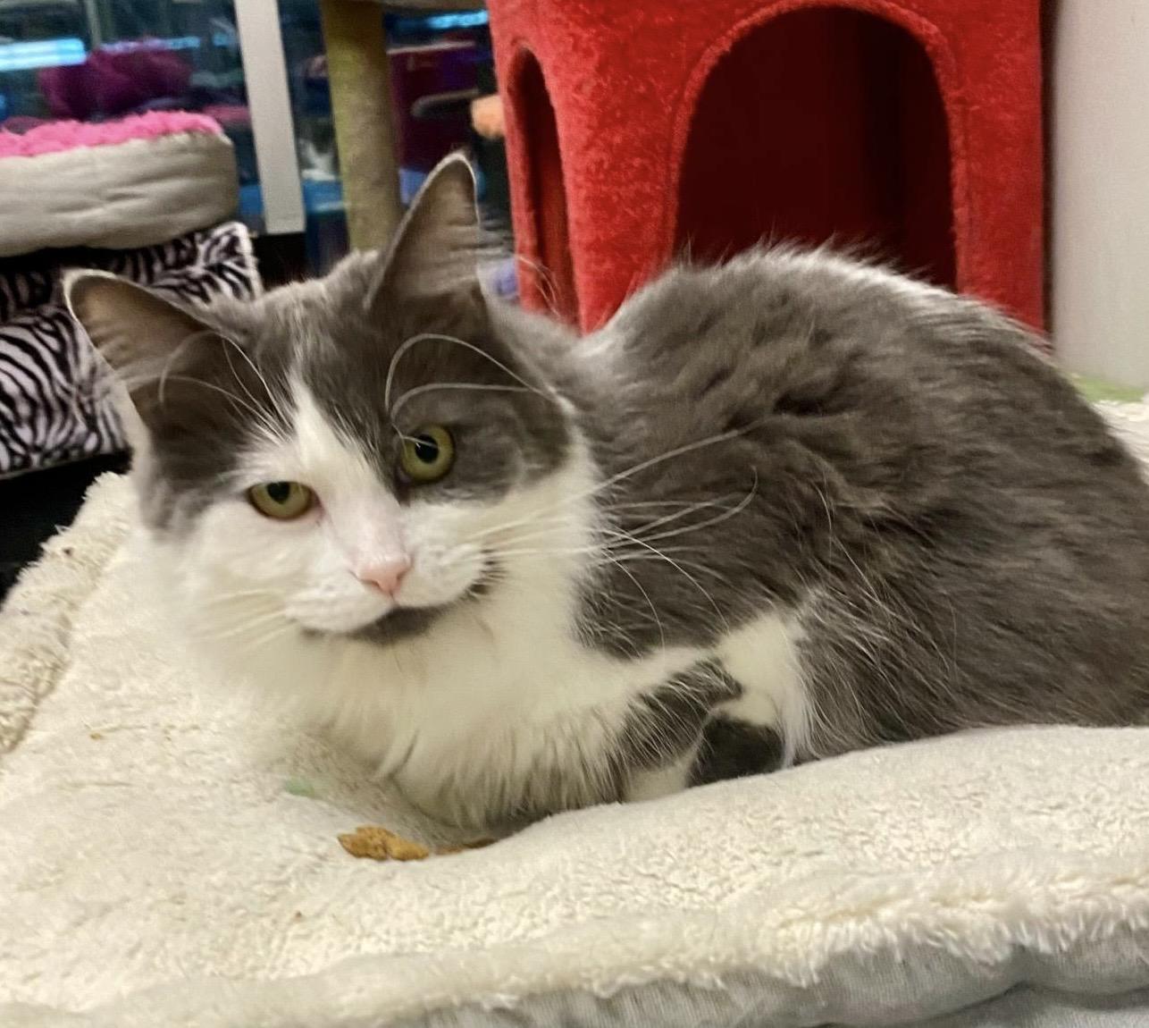 Enlarge Tessa, a Adoptable Domestic Medium Hair in Toronto, ON image 6/6