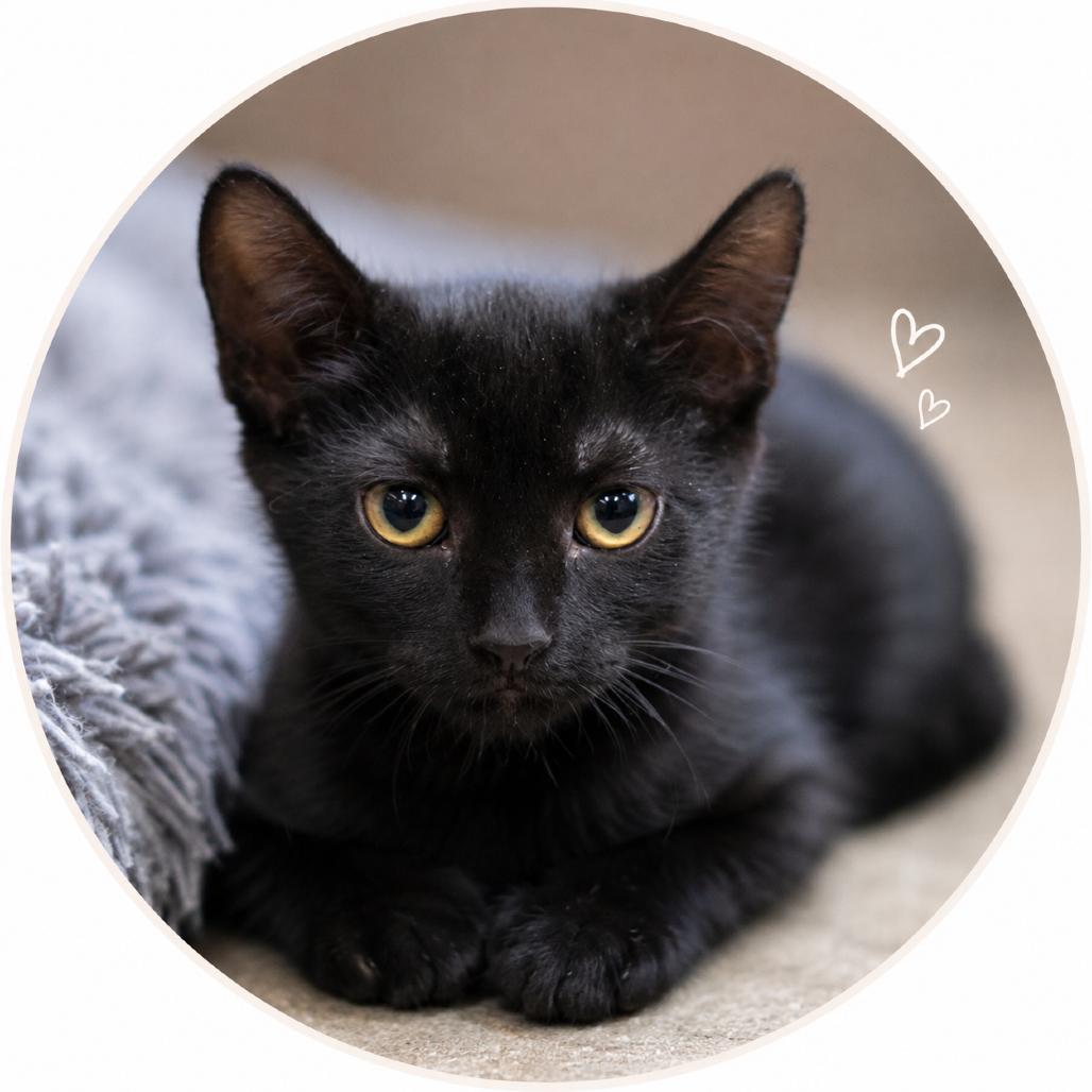 Enlarge Larry, a Adoptable Domestic Medium Hair in Wickenburg, AZ image 1/3