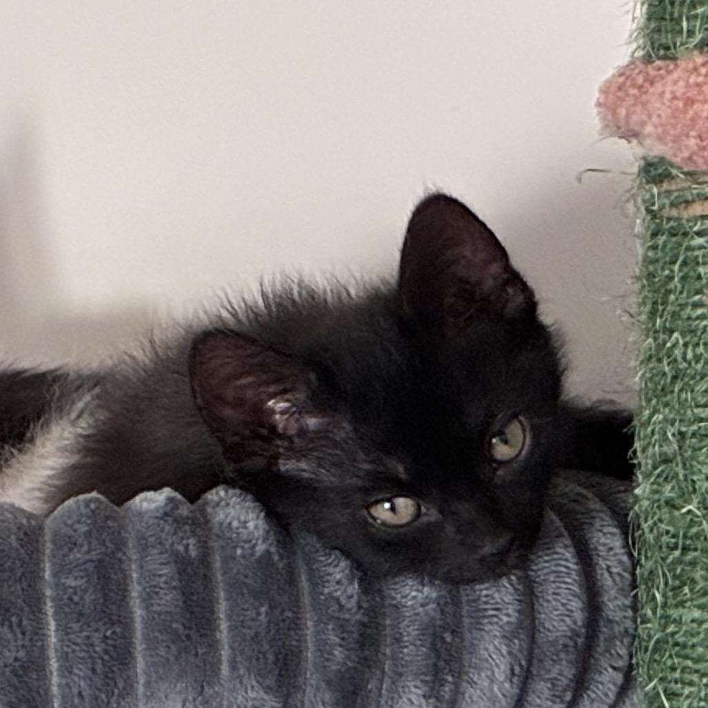 Enlarge Larry, a Adoptable Domestic Medium Hair in Wickenburg, AZ image 2/3