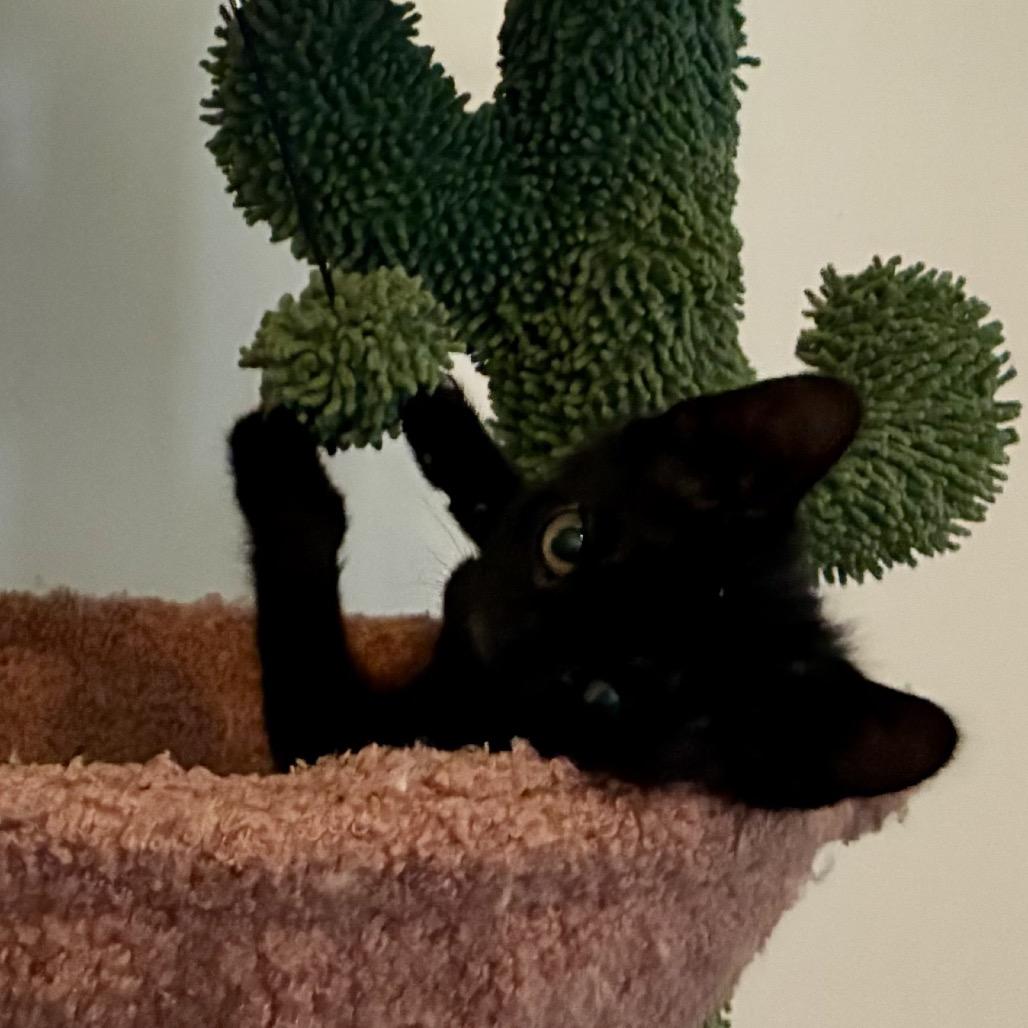 Enlarge Larry, a Adoptable Domestic Medium Hair in Wickenburg, AZ image 3/3