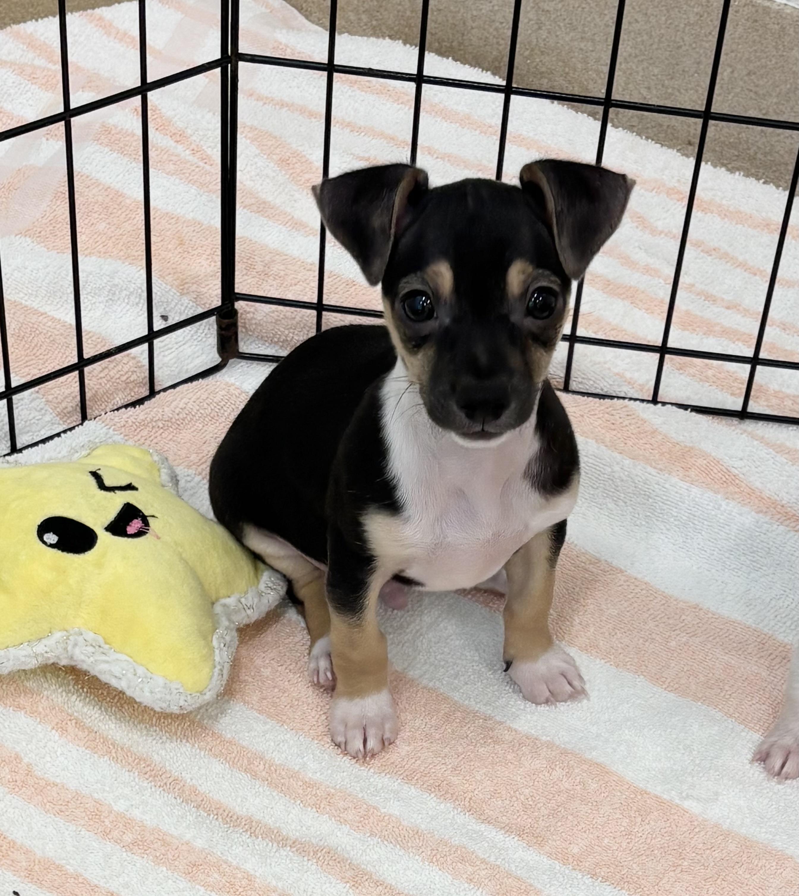 Marley 1555, adopted, Puppy Male Chihuahua.
