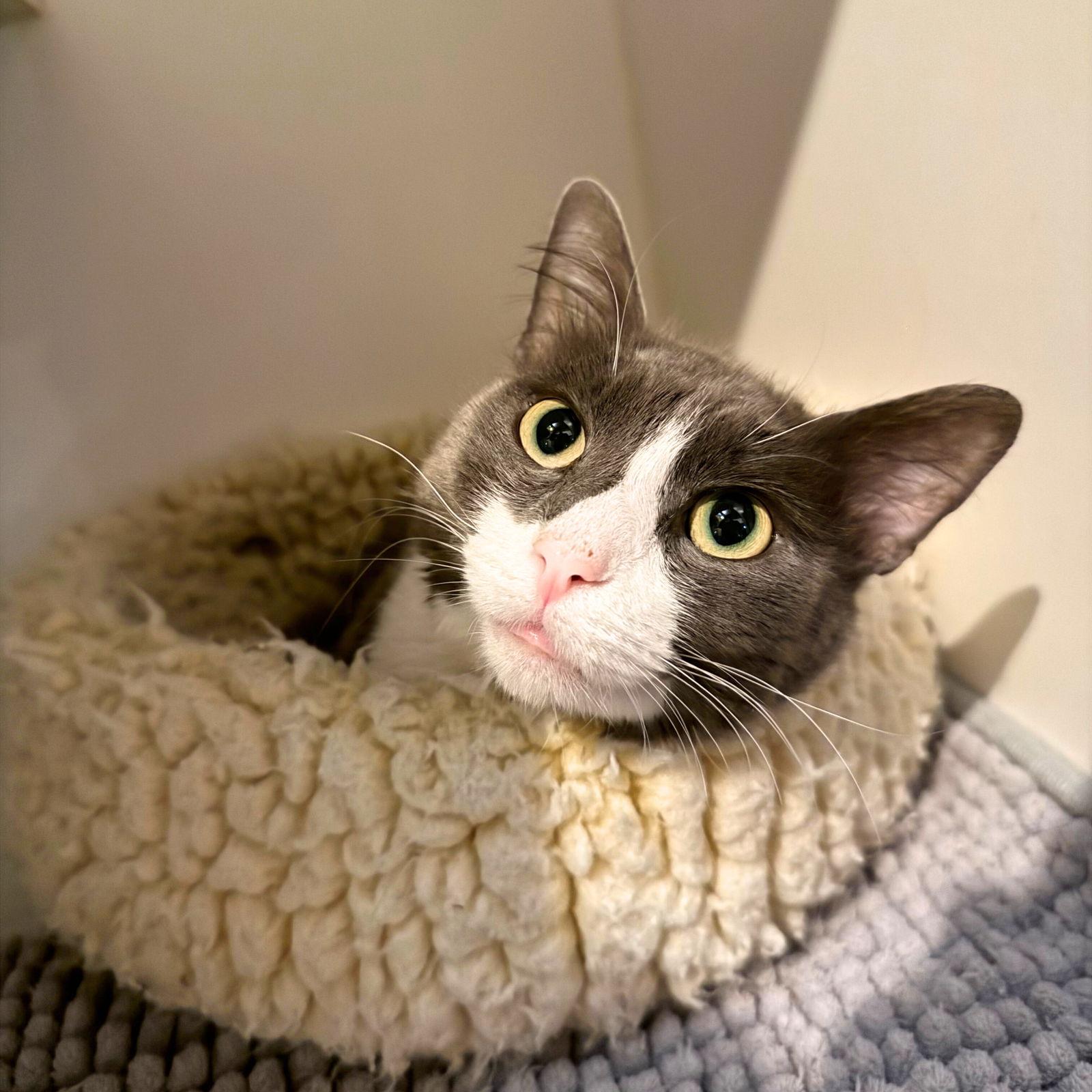 Noah Roosevelt, Adopted, Adult Male Domestic Short Hair.