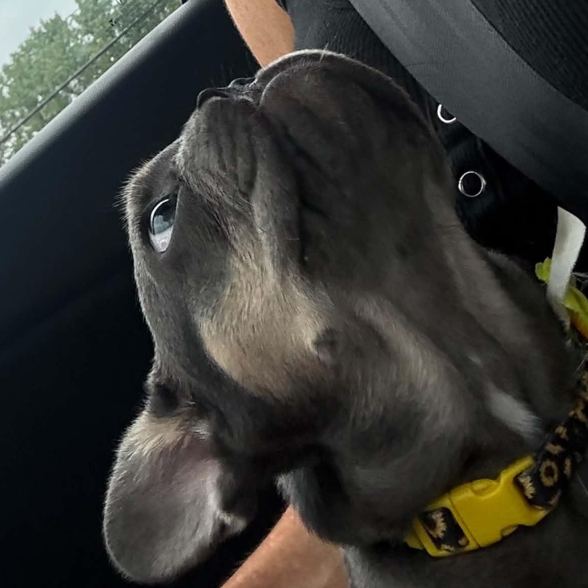 Poppi, an adopted French Bulldog in Buffalo, NY image 3/6