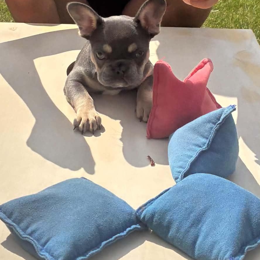 Poppi, an adopted French Bulldog in Buffalo, NY image 6/6