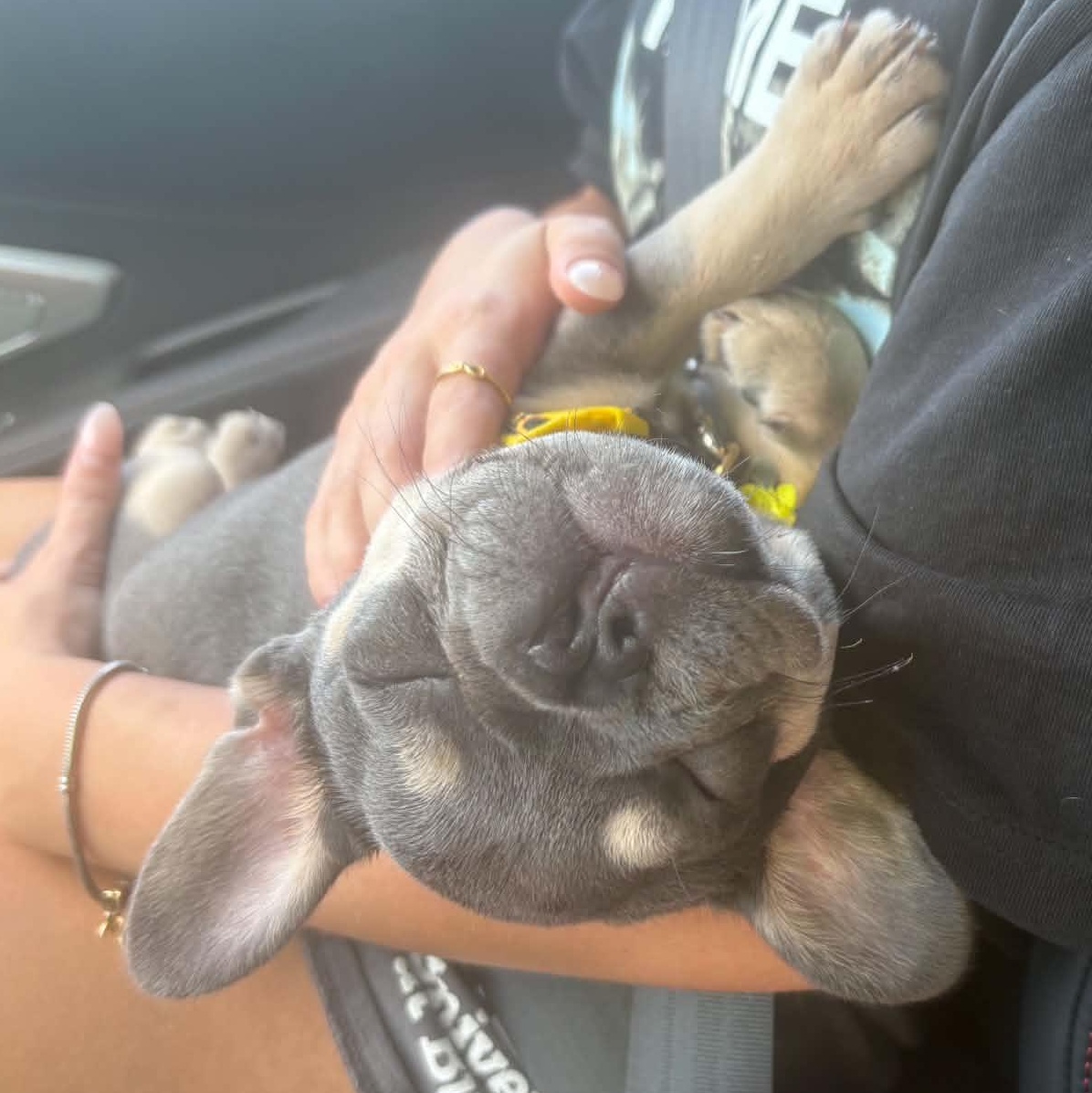 Poppi, an adopted French Bulldog in Buffalo, NY image 5/6