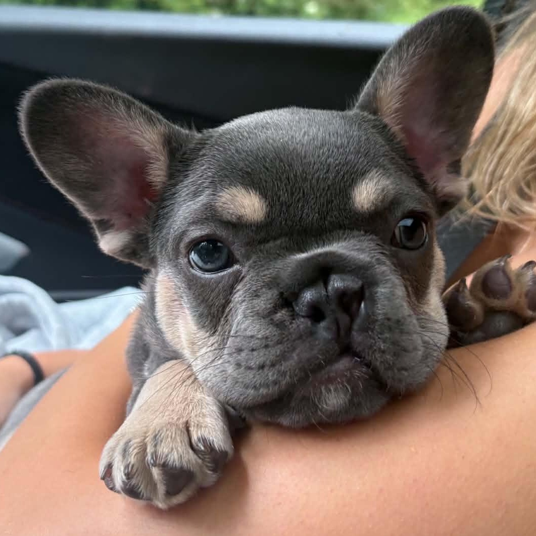 Poppi, an adopted French Bulldog in Buffalo, NY image 1/6