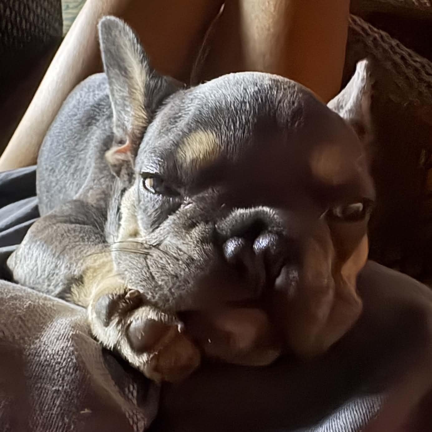 Poppi, an adopted French Bulldog in Buffalo, NY image 2/6