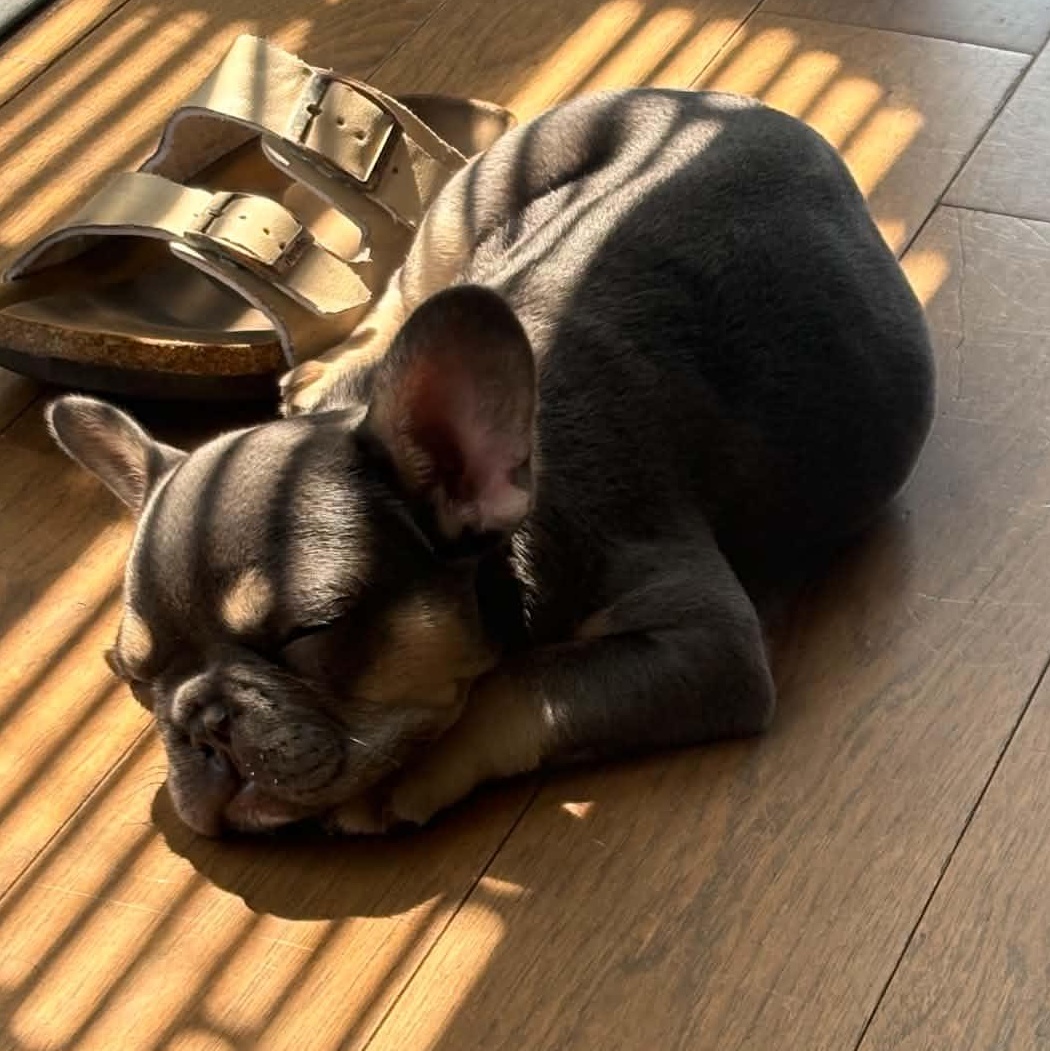 Poppi, an adopted French Bulldog in Buffalo, NY image 4/6