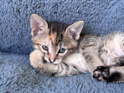 Enlarge Ember, an adopted mixed breed in New York, NY image 3/3