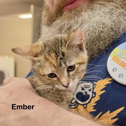 Enlarge Ember, an adopted mixed breed in New York, NY image 2/3