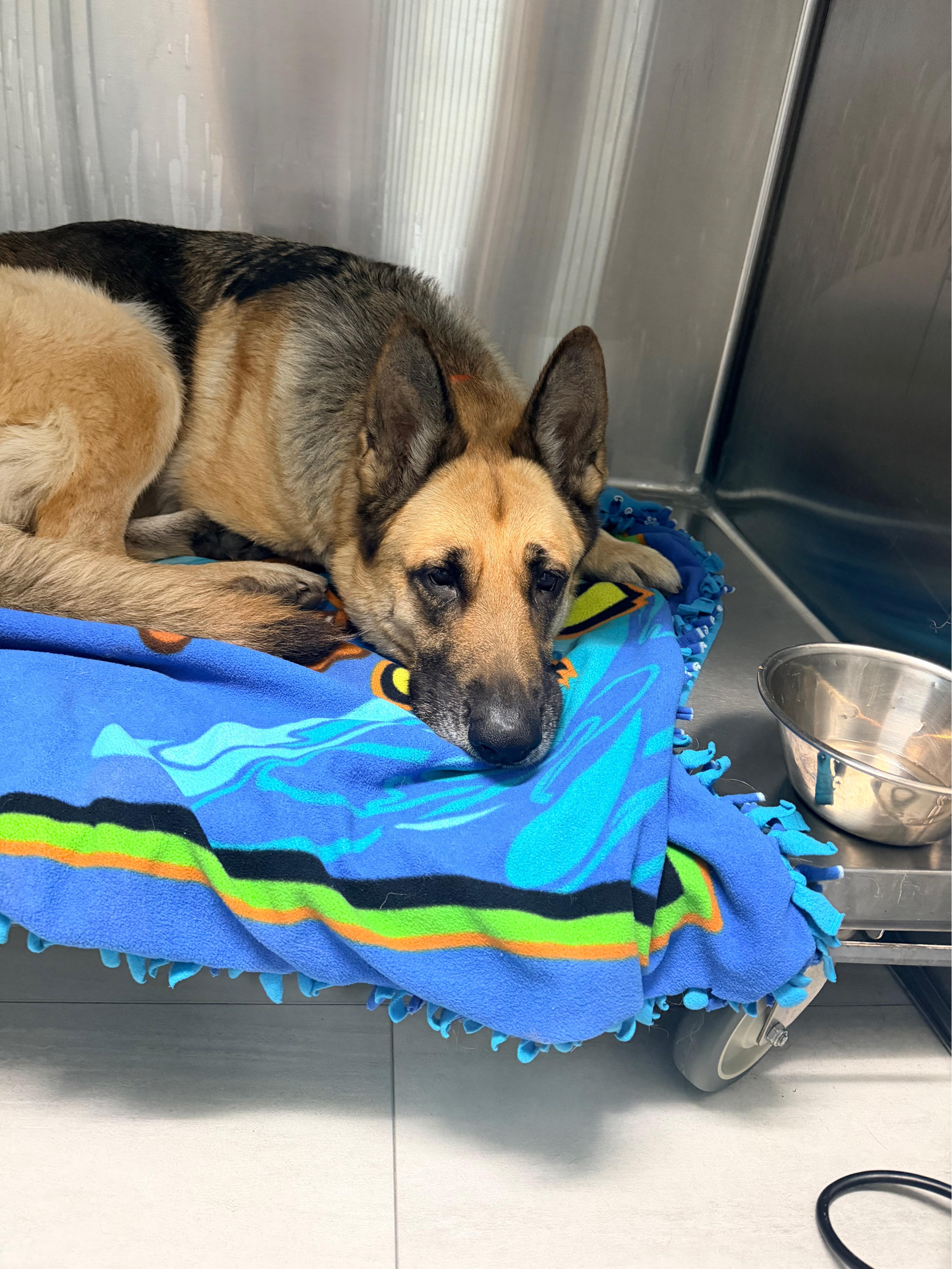 Enlarge Bree, a ADOPTABLE German Shepherd Dog in Tahoma , CA image 5/6